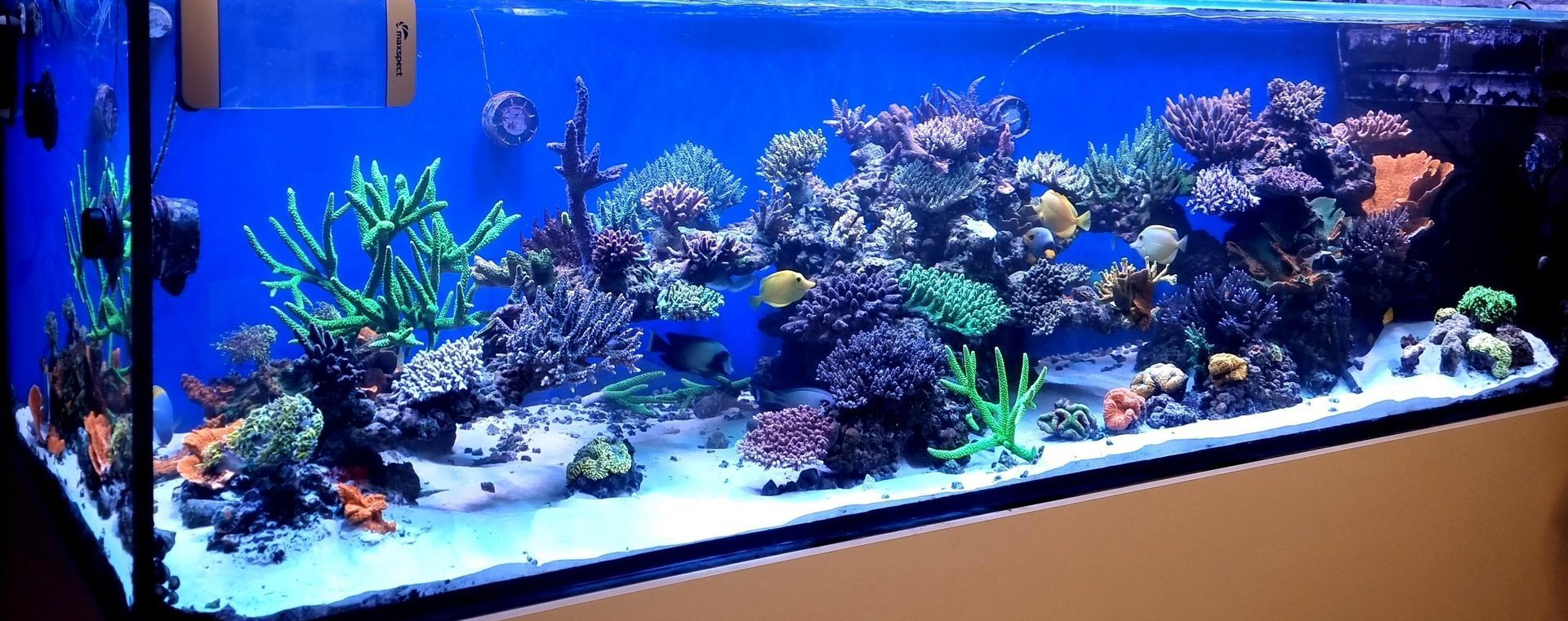 Reef aquarium